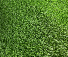Cỏ sân vườn 2mm